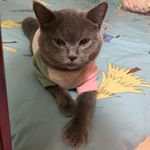 Profile Picture of Crystal He (@crystal_tong123) on Instagram