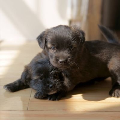 Profile Picture of Wang Ke (@Wangke58531498) on Twitter