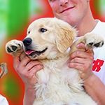 Profile Picture of Thor (@thorpuppypaul) on Instagram