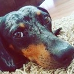 Profile Picture of Scott_Dasch (@pandavermelh904) on Instagram