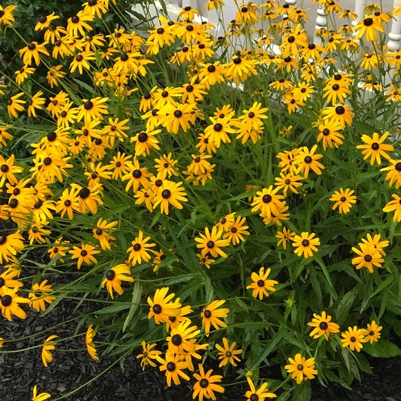 Profile Picture of Amy Heck (@aheck678) on Poshmark