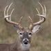 Profile Picture of WYATT O'NEAL (@oneal2500) on Pinterest