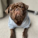 Profile Picture of Chase Mccain🍫🤎 (@chase_the_chocolate_pug) on Instagram