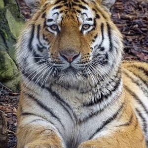 Profile Picture of Ginny Nichols (@GinnyNi04875636) on Twitter