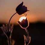 Profile Picture of k.a_krik (@k.a_krik) on Instagram