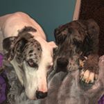 Profile Picture of amy wray’s dogs❤️ (@zuki.n.zoey) on Instagram