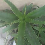 Profile Picture of Lipael Mchone (@Lipael-Mchone) on Facebook