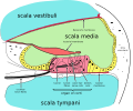 Profile Picture of Sensorineural hearing losson Wikipedia