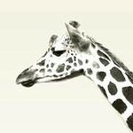 Profile Picture of Kenneth Cai (@kencai36) on Instagram