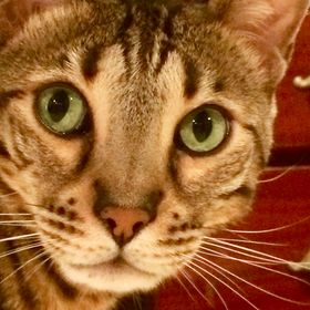 Profile Picture of Mark Rossella (@markrossella) on Pinterest