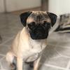 Profile Picture of Jonathan Rowe (@@kevinthepug) on Tiktok