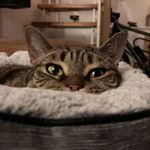 Profile Picture of David Liebling (@liebschje85) on Instagram