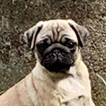 Profile Picture of Maja Sophie Buse (@mops_paula1) on Instagram