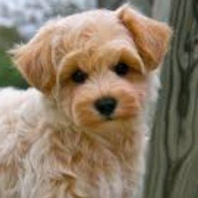 Profile Picture of sandeferlisa (@sandeferlisa1278) on Tiktok
