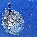 Profile Picture of Kay Zhang (@kay zhang) on Flickr