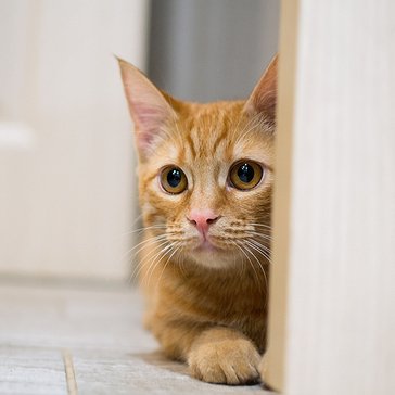 Ray Chuang - Twitter Profile Picture of Ray Chuang (@Raykerker) on Twitter