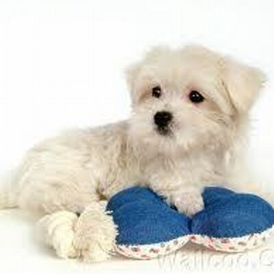 Profile Picture of Nichole Anderson (@nicholedarling2) on Twitter