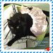 Profile Picture of Rose Tropeano-Digilio (@rosetropeanodig) on Pinterest