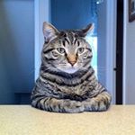 Profile Picture of Rex (@rex.chamberscortez) on Instagram