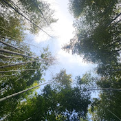 Profile Picture of Sora Jung (@sorajung7925) on Youtube