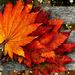 Profile Picture of Marilyn Wilhelm (@tokay76Lodi) on Pinterest