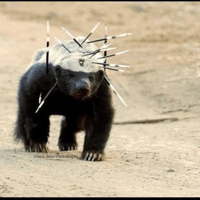 Profile Picture of Terrorizing Adam W/ Honey Badgers (@WTerrorizing) on Twitter
