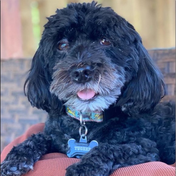 Profile Picture of Laurel Dimaso (@laureldimaso) on Poshmark