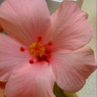 Profile Picture of Stephanie Craven (@sgcraven22) on Twitter