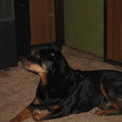 Profile Picture of Dave Ruppel (@shagadelik) on Twitter