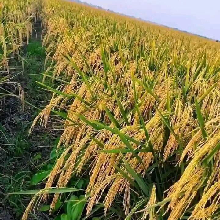 Profile Picture of GALADIMA BKC (@adamumohammed024) on Tiktok