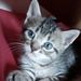 Profile Picture of Ellen Cantor (@cantor0212) on Pinterest