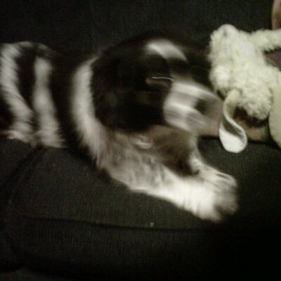 Profile Picture of Stephen Pecora (@smpecora) on Twitter
