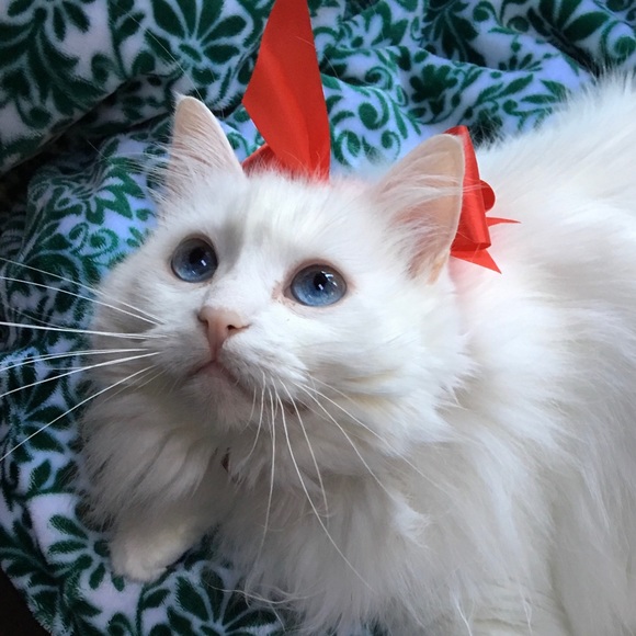 Profile Picture of Cynthia Barnes (@cyndleshop) on Poshmark