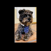 Profile Picture of Pierre-Marcel Z Schnoodle (@pierre-marcelzschnoodle) on Youtube