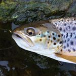 Mark Hines - Instagram Profile Picture of Mark Hines (@markhines736) on Instagram