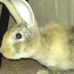 Profile Picture of Harvey RabbitDuncan (@harvey.rabbitduncan) on Facebook
