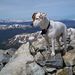 Profile Picture of Jeremy Comeau (@jeremycomeau7) on Pinterest