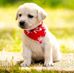 Profile Picture of Charles Zhao (@charles.zhao.798) on Facebook