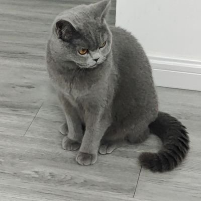 Profile Picture of Stefanie Carbone (@StefanieCarbon3) on Twitter