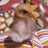 Profile Picture of Travis 🐥 (@travis..thechicken) on Tiktok