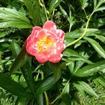 Profile Picture of Vicki Fields (@crystalballscryer) on Instagram