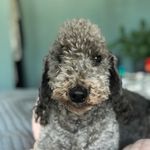 Profile Picture of Albert Rex Gallop Williams (@albertrexbedlington) on Instagram