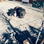 Profile Picture of mike harder (@harder1213) on Instagram