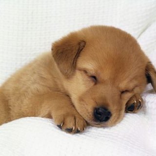 Profile Picture of Joel Pounds (@dragonkid360) on Twitter