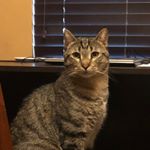 Profile Picture of SteveTyler (@steventylermeulman) on Instagram