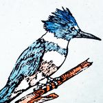 Profile Picture of Bill Holmes (@birdwatchinbill) on Instagram