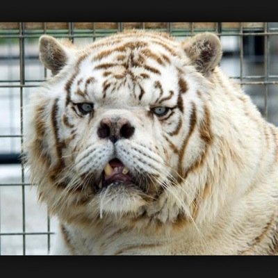 Profile Picture of Ricky Bobby (@ArndtCorey) on Twitter