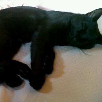 Profile Picture of Gómez Mauro René (@GomezMauroRene) on Twitter