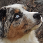 Profile Picture of Joe McAuliffe (@Joe McAuliffe) on Flickr