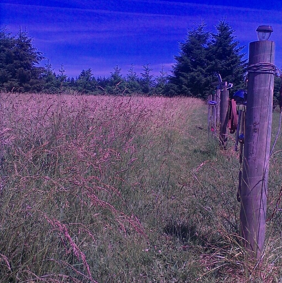 Profile Picture of Lynn Pearson (@lynndresswell) on Poshmark